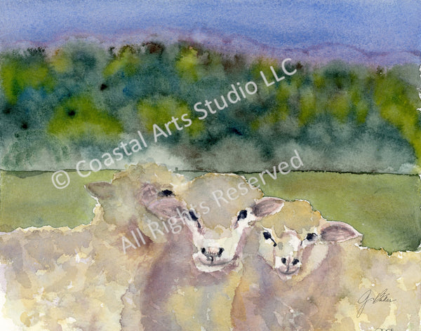 THREE SWEET SHEEP